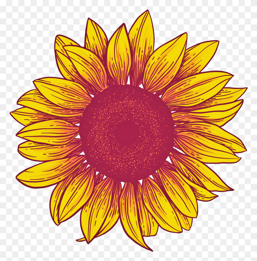 1472x1493 Sunflower Background Sunflower, Plant, Daisy, Flower HD PNG Download