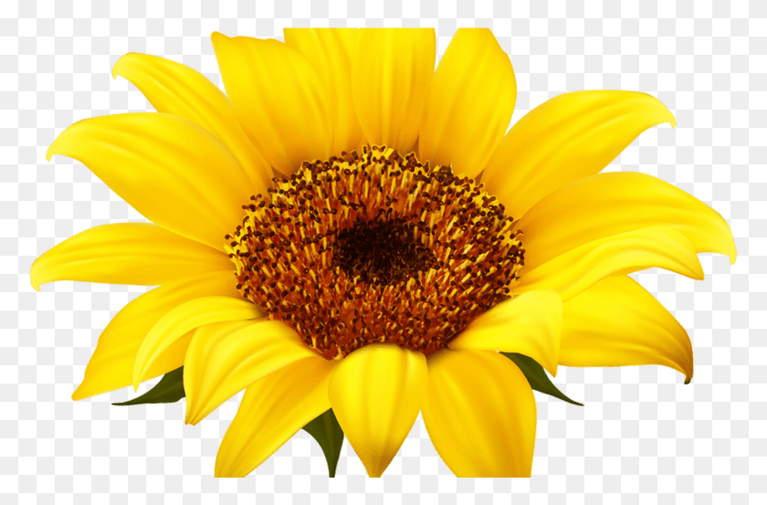 1352x856 Sunflower Border Beautiful Flower Clipart Sunflower, Plant, Blossom, Daisy HD PNG Download