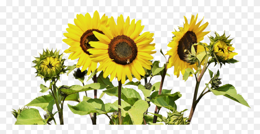 961x460 Sunflower Bunch Nature Good Night Flowers, Plant, Flower, Blossom HD PNG Download
