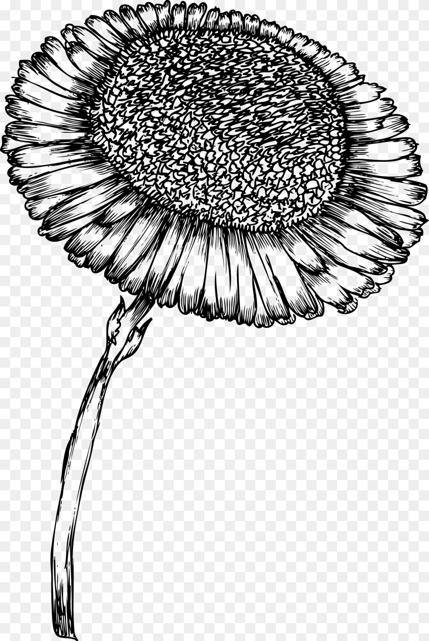 1673x2500 Sunflower Bw Clip Design Wood Print Wood Print Laser Drawing, Gray PNG