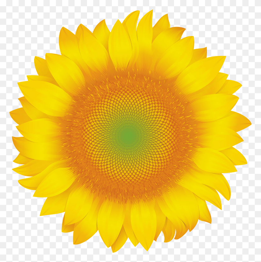 5877x5908 Sunflower Clip Art Image St Margarets Hospice HD PNG Download