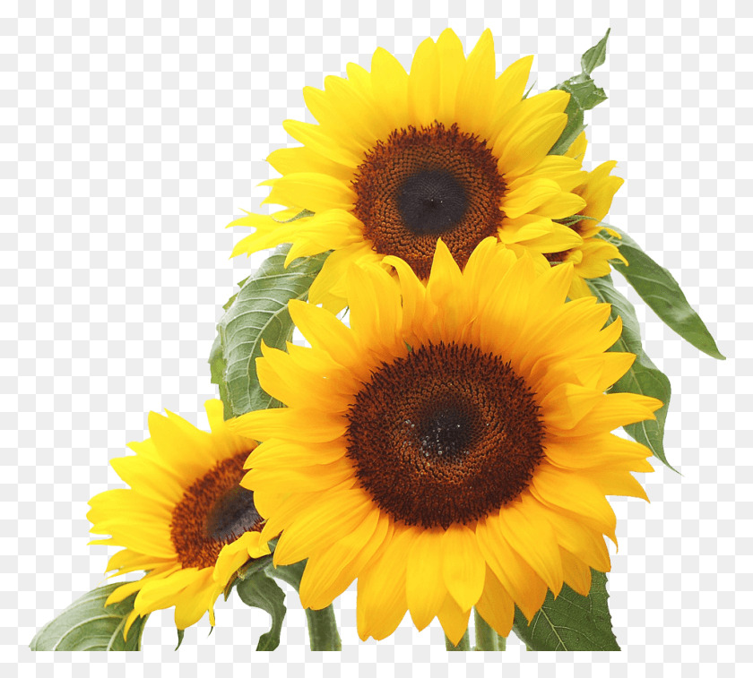 955x854 Sunflower Clip Art Images Xur Yellow Flowers Background, Plant, Flower, Blossom HD PNG Download