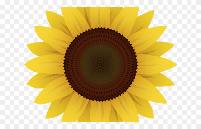 640x480 Sunflower Clipart Vector Sunflower Cartoon Transparent Background, Plant, Flower, Blossom HD PNG Download