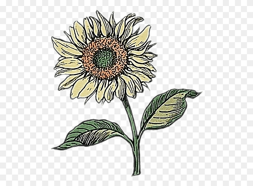 508x558 Sunflower Drawing Doodle Flower Aesthetic Aesthetic Sunflower Drawing Easy, Plant, Blossom, Daisy HD PNG Download