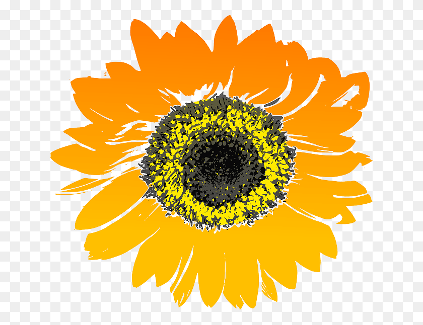 640x586 Sunflower Flower Yellow Orange Sunflower Drawing No Background, Plant, Blossom, Daisy HD PNG Download