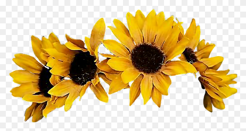 930x464 Sunflower Flowercrown Coronadeflores Flowers Floresfall Transparent Background Sunflower Crown, Plant, Flower, Blossom HD PNG Download