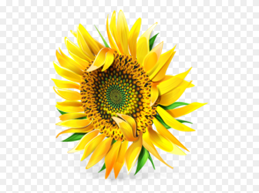 513x566 Sunflower Free Cooking Oils And Fats, Plant, Flower, Blossom HD PNG Download