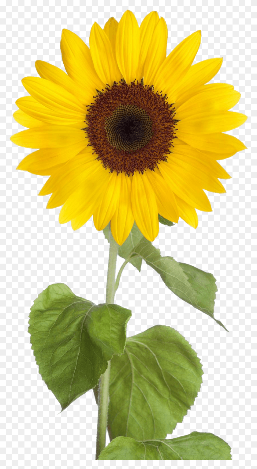 846x1595 Sunflower Free Transparent Background Sunflower Clipart, Plant, Flower, Blossom HD PNG Download