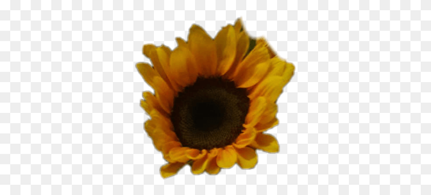 313x320 Sunflower Girassol Girasoles Sunflower, Plant, Flower, Blossom HD PNG Download