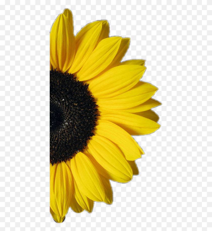 448x855 Sunflower Half Flower Yellow Sunflower On White Background, Plant, Blossom, Daisy HD PNG Download