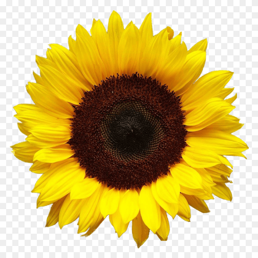 1072x1071 Sunflower Images Free, Plant, Flower, Blossom HD PNG Download