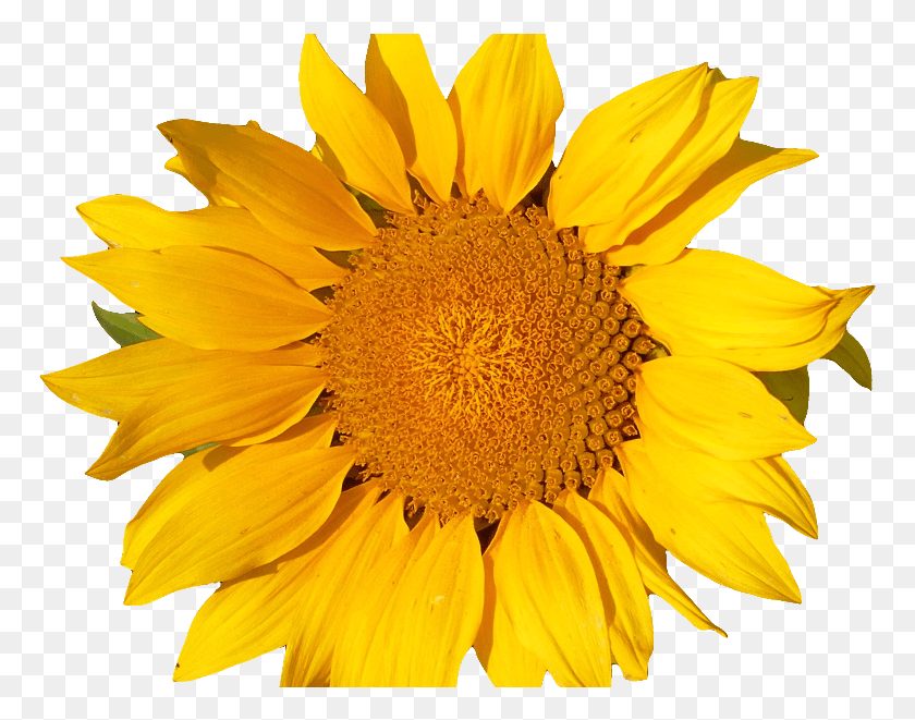 769x601 Sunflower Isolated Object Yellow Flower, Plant, Flower, Blossom HD PNG Download