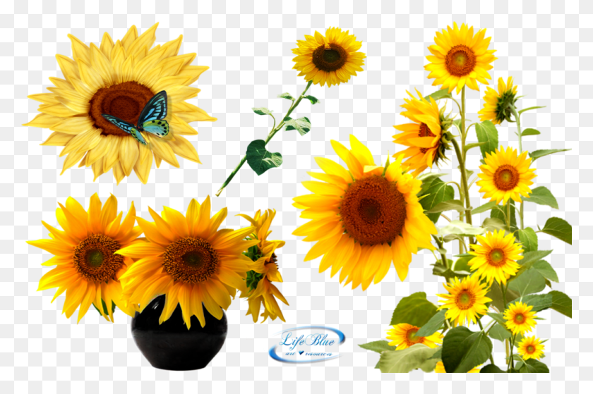 1024x656 Sunflower Latest Version 2018 Transparent Background Sunflowers, Plant, Flower, Blossom HD PNG Download
