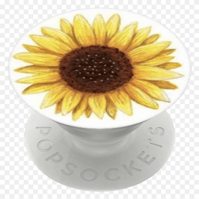 806x808 Sunflower Popsockets Sunflower Sunflower, Plant, Flower, Blossom HD PNG Download