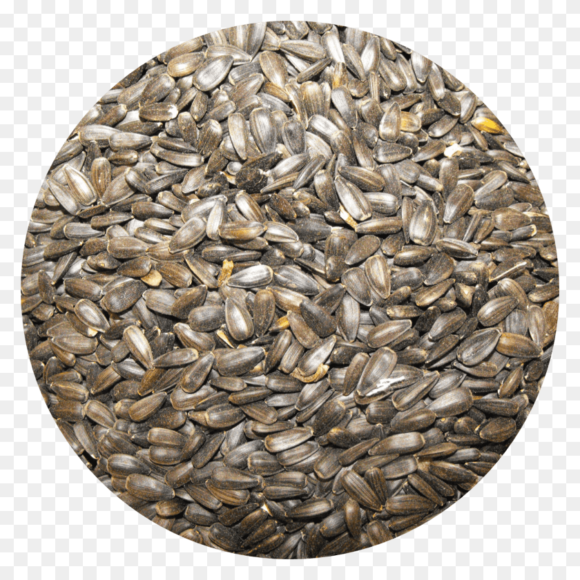 1324x1324 Sunflower Seed, Bronze, Rug, Money HD PNG Download