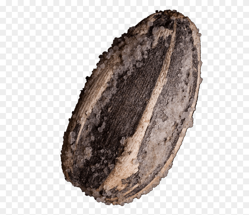 531x663 Sunflower Seeds Pipa De Comer, Fossil, Rock, Bread HD PNG Download