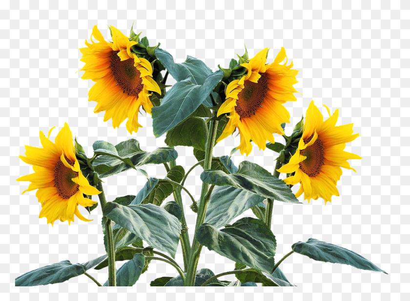 938x671 Sunflower Summer Sun Plant Sunflower Plant, Flower, Blossom, Acanthaceae HD PNG Download