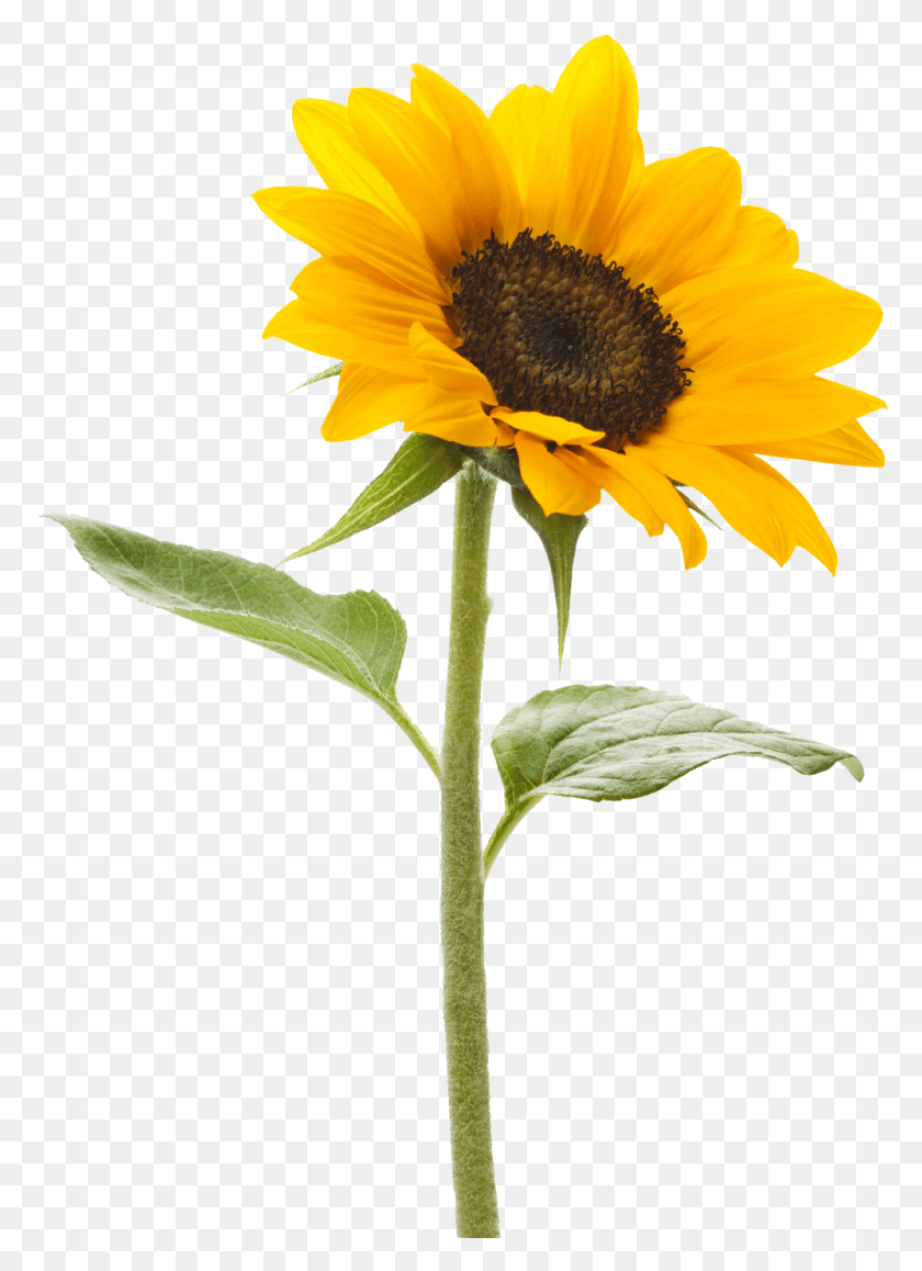 998x1405 Sunflower Sunflower Pictures Garden Tattoos Sun Flower, Plant, Blossom, Daisy HD PNG Download