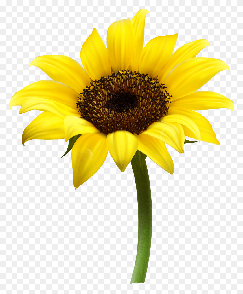 2875x3515 Sunflower Sunflower Transparent Background, Plant, Flower, Blossom HD PNG Download