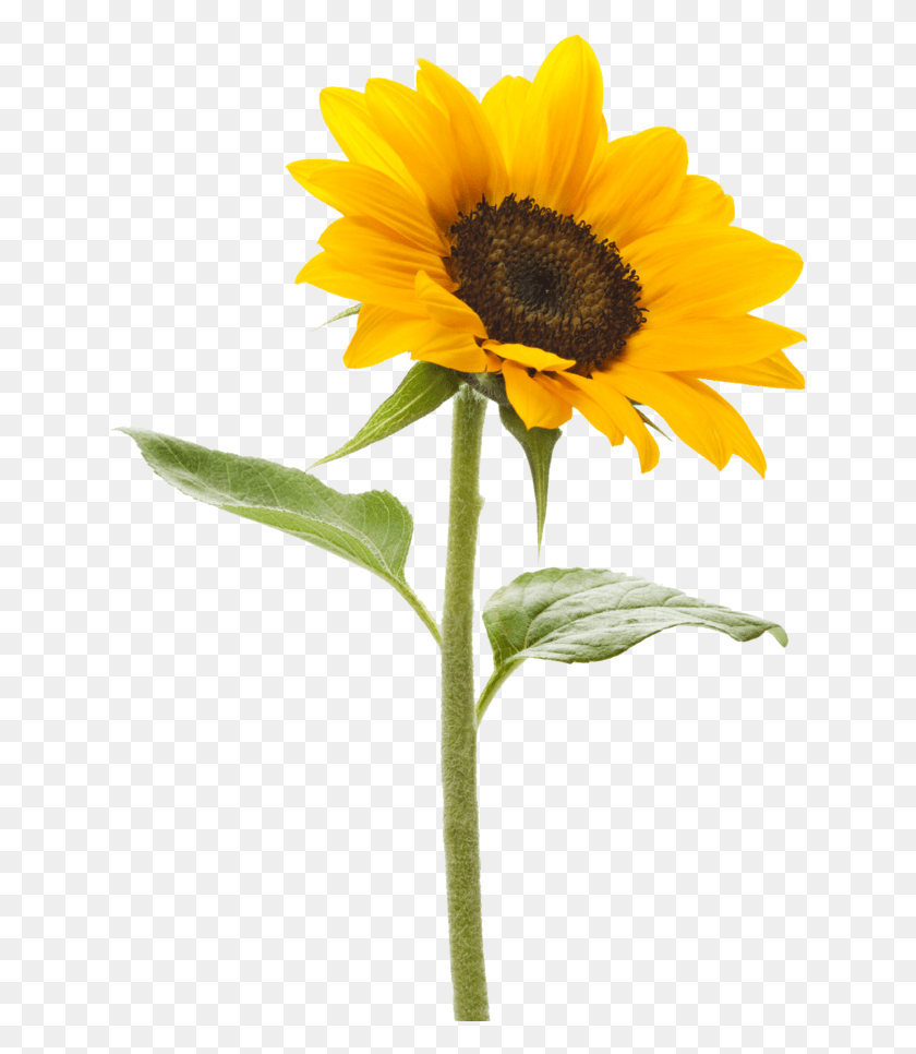 645x906 Sunflower Transparent Background Sunflower With No Background, Plant, Flower, Blossom HD PNG Download