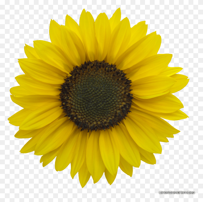 1063x1058 Sunflower Transparent Pictures Sunflower Clipart Transparent Background, Plant, Flower, Blossom HD PNG Download