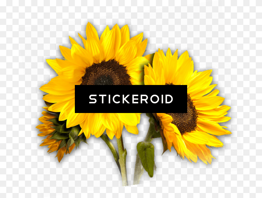 Sunflower Trio, Flower, Plant Clipart PNG