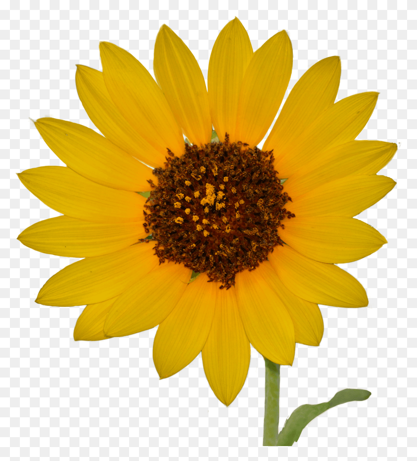 Sunflowerimg 2257, Plant, Flower, Blossom HD PNG Download