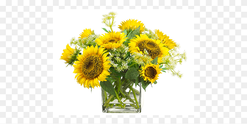 481x361 Sunflowerqueen Anne39s Lace In Glass Vase Yellow Bouquet, Plant, Flower, Blossom HD PNG Download