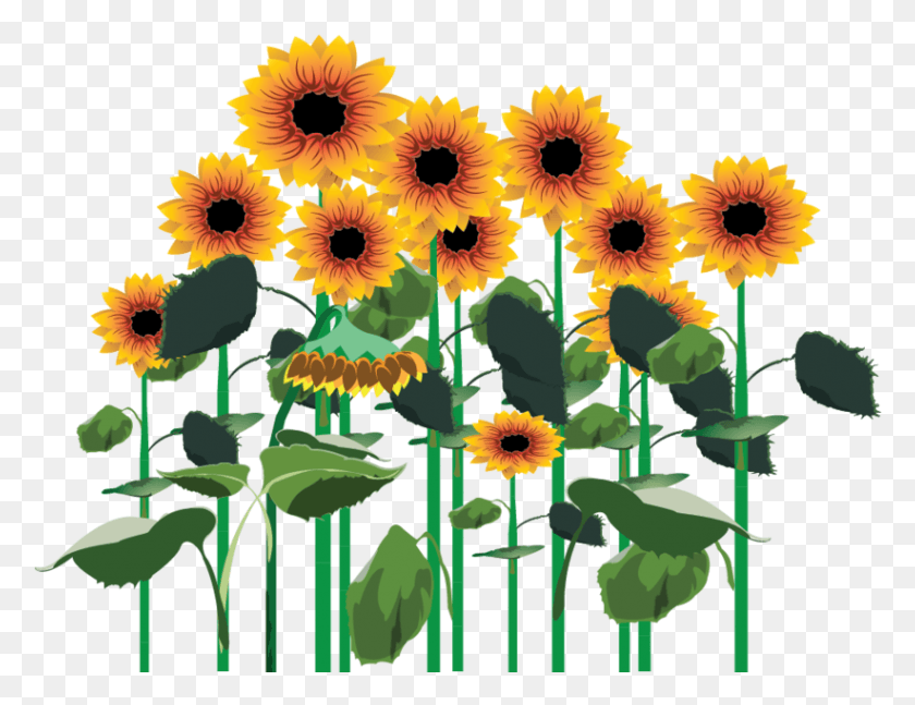 822x619 Sunflowers, Plant, Flower, Blossom HD PNG Download
