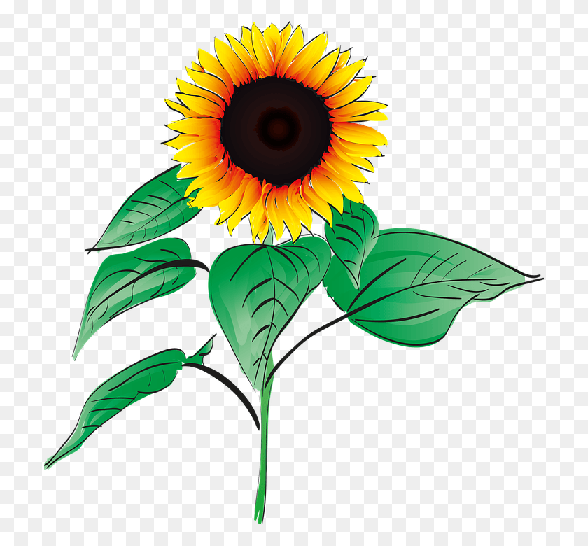 714x720 Sunflowers Clipart Bunga Matahari Bunga Matahari, Plant, Flower, Blossom HD PNG Download