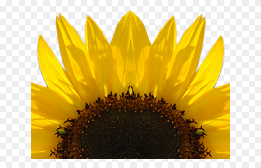 640x480 Sunflowers Clipart Logo High Resolution Sunflower Watercolor, Plant, Flower, Blossom HD PNG Download