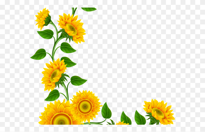 596x481 Sunflowers Clipart Marigold Sunflower Corner Border, Plant, Flower, Blossom HD PNG Download