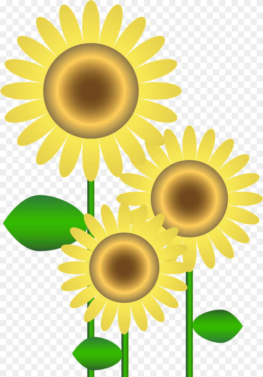 1342x1921 Sunflowers Clipart Registratore Di Cassa System, Daisy, Flower, Plant, Sunflower Sticker PNG