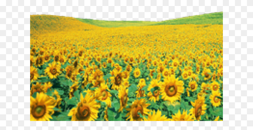 641x372 Sunflowers Clipart Shrub Sunflower Garden, Plant, Field, Flower HD PNG Download