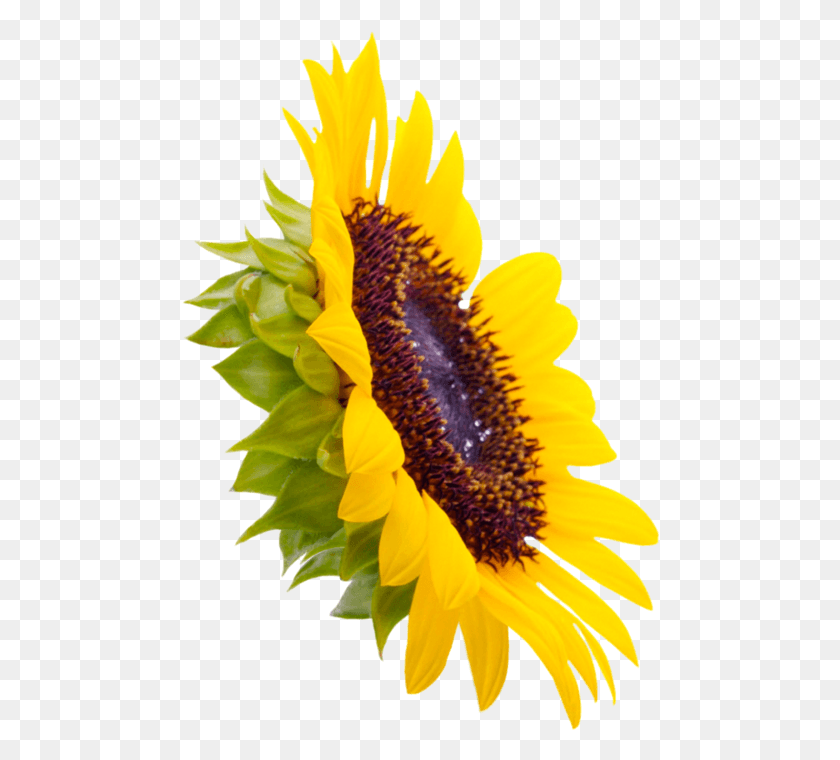 478x700 Sunflowers Creative Sunflower, Plant, Flower, Blossom HD PNG Download