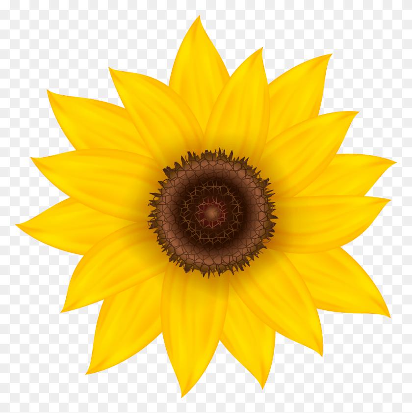 7876x7895 Sunflowers Happy Easter HD PNG Download