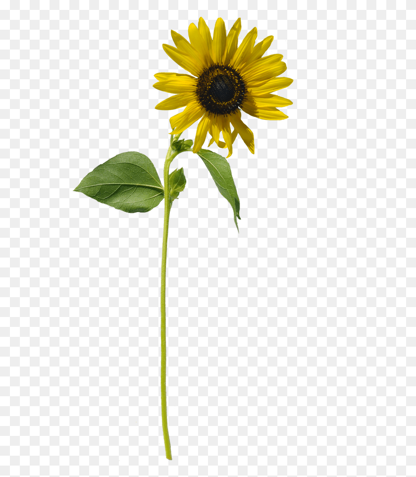 Sunflowers Stem Sunflower Long Stem, Plant, Flower, Blossom HD PNG Download...