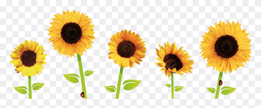 1471x544 Sunflowers Tumblr Clipart Transparent Background Sunflower Clipart, Plant, Flower, Blossom HD PNG Download