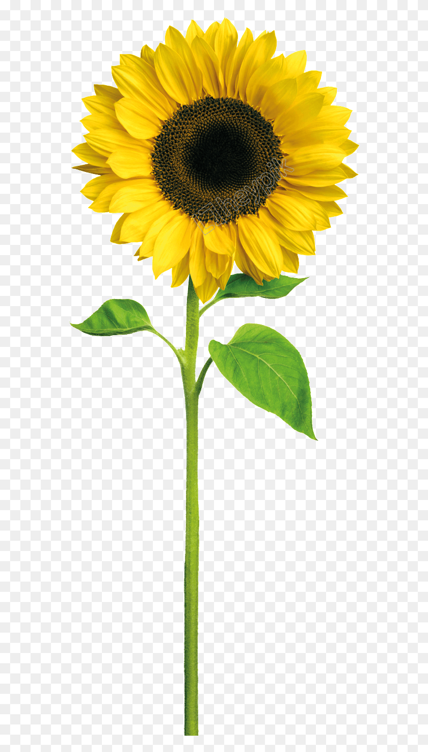 574x1414 Sunflowers Vector Crown Sunflower With Stem, Plant, Flower, Blossom HD PNG Download