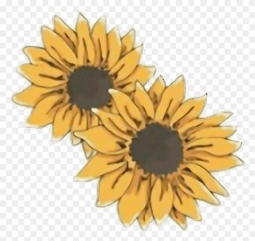 1024x963 Sunflowers Yellow Tumblr Freetoedit Sunflower Tumblr Drawing, Plant, Flower, Blossom HD PNG Download