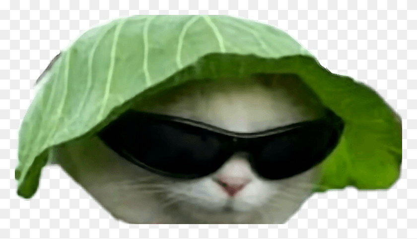 810x438 Sunglasses Clipart Dank Cat, Accessories, Accessory, Glasses HD PNG Download