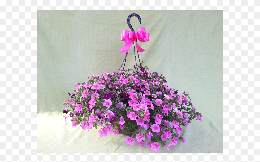 601x463 Sunny Flowering Hanging Basket Of Fun Pericallis, Plant, Purple, Flower HD PNG Download