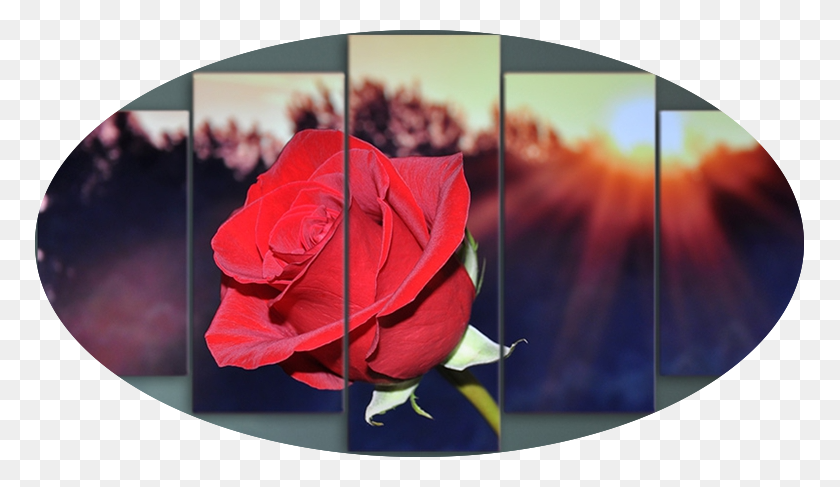 Sunrise On A Red Rose Sunlight On Red Rose, Rose, Flower, Plant HD PNG Download