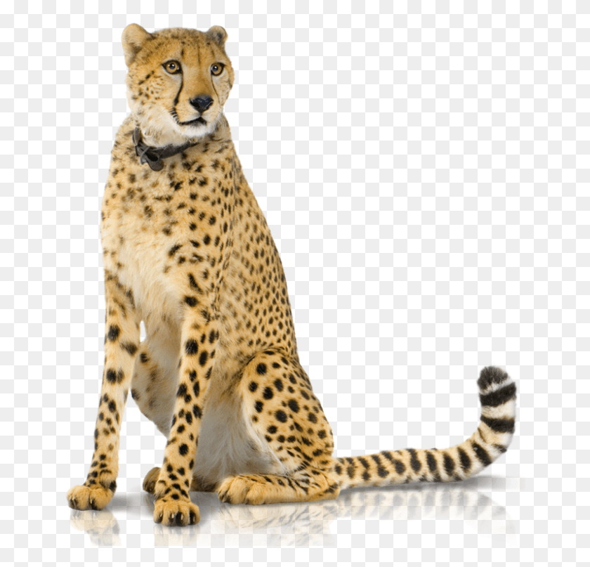 657x747 Support Panel 2 Transparent Background Cheetah Sitting, Wildlife, Mammal, Animal HD PNG Download