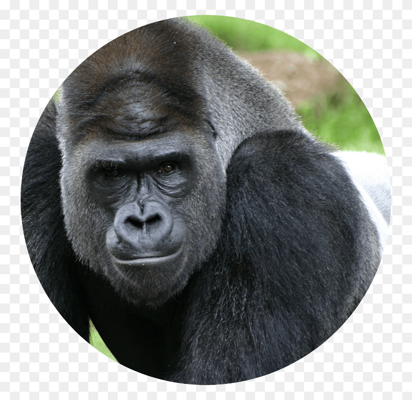 757x757 Supporting The Care Of The Silverback Gorilla Silver Backed Gorilla, Wildlife, Mammal, Animal HD PNG Download