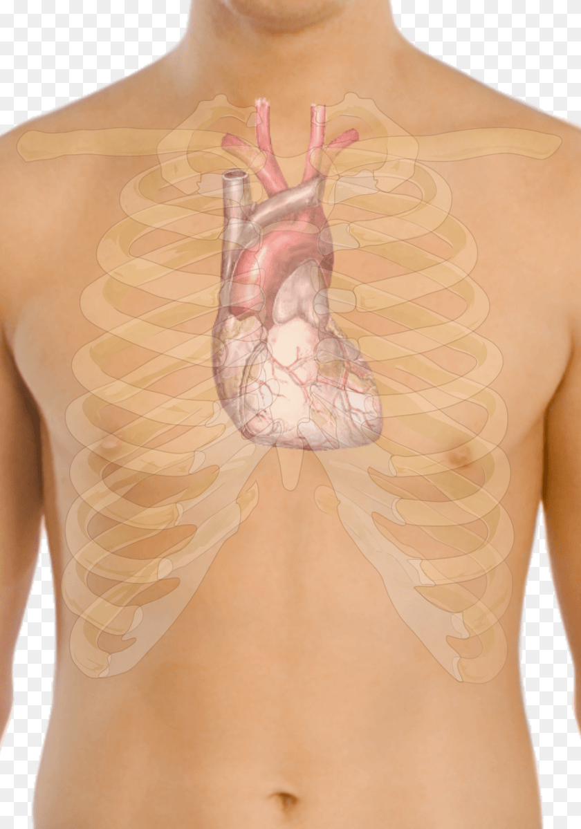1345x1920 Surface Anatomy Of The Heart Clipart, Back, Body Part, Person, Skin Transparent PNG