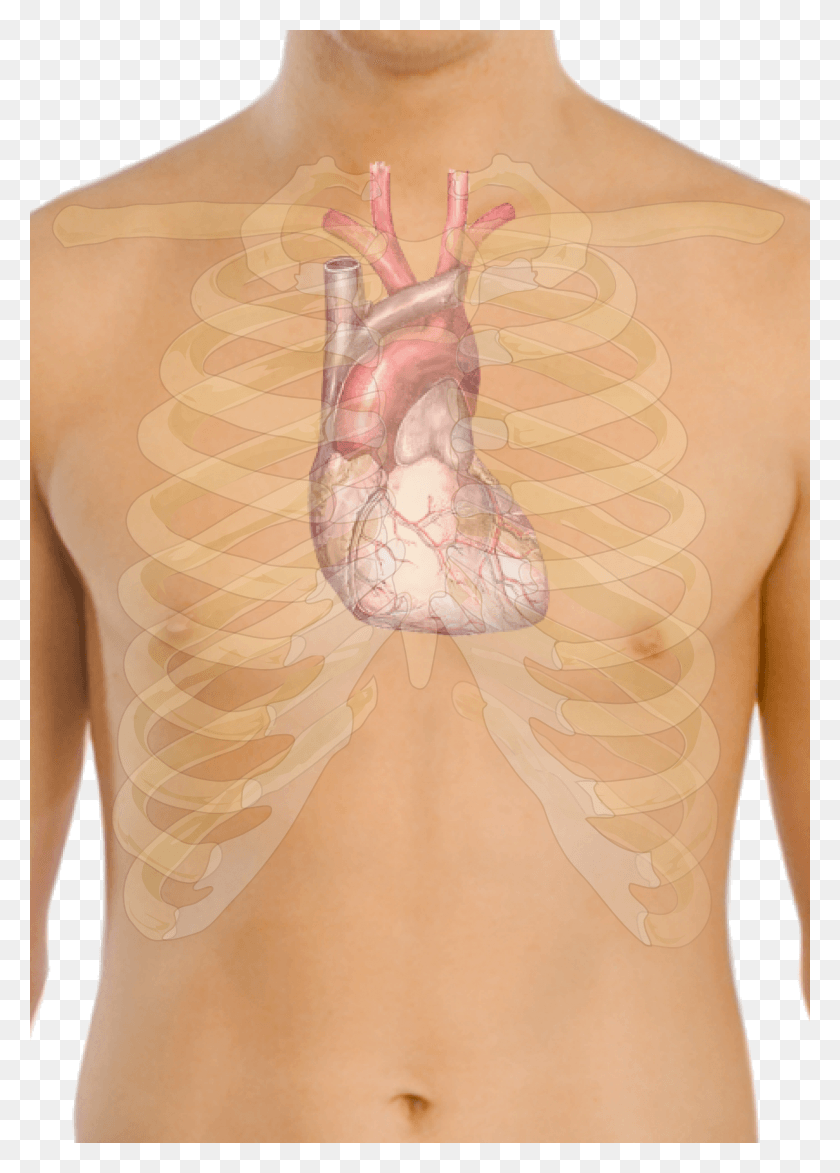 1915x2733 Descargar Png / Anatomía De La Superficie Del Corazón, Anatomía De La Ubicación Del Corazón, La Piel, Espalda, Hombro Hd Png