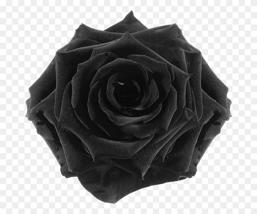 683x638 Svg Black And White Image Preserved Night Animal Transparent Black Flowers, Rose, Flower, Plant HD PNG Download