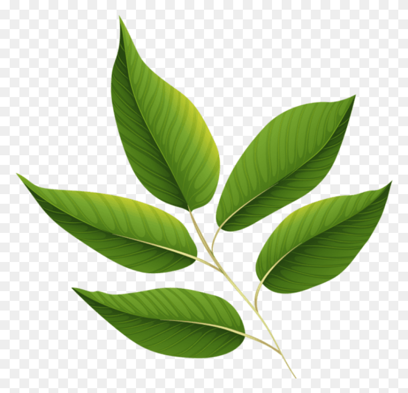 830x799 Svg Freeuse Green Leaves Image Card Graphics Green Leaf Clip Art, Leaf, Plant, Vegetation HD PNG Download