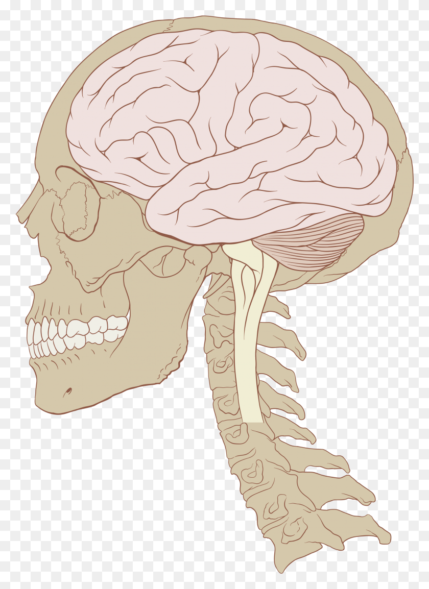 1978x2776 Svg Library File Skull And Normal Svg Wikimedia Causes Brain Damage, Head, Neck, Jaw HD PNG Download